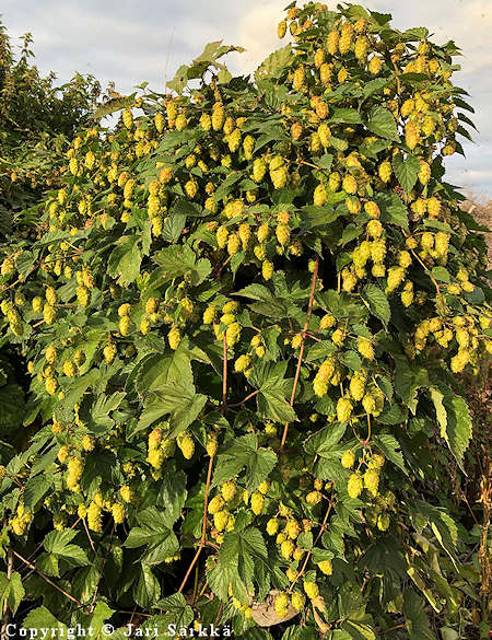 Humulus lupulus, humala